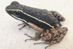 Yurimaguas Poison Frog photo 2
