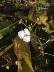 Echinodorus berteroi