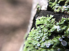 Physconia americana