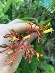 Palicourea croceoides