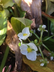 Echinodorus berteroi