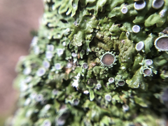 Physconia americana