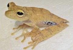 Boana maculateralis