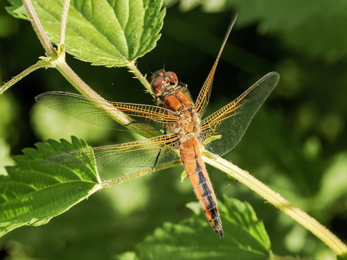 Scarce Chaser