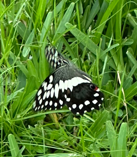 Citrus Swallowtail