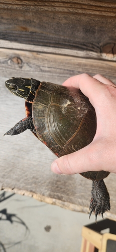 Painted Turtle