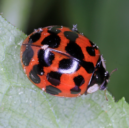 Asian Lady Beetle