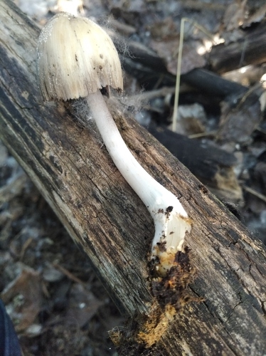 Coprinellus radians