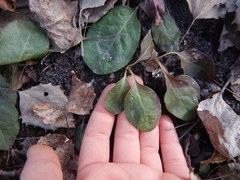 Pyrola elliptica