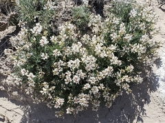 Astragalus flavus