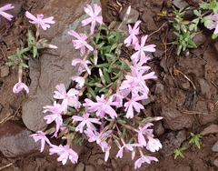 Phlox woodhousei