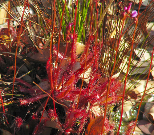 Drosera latifolia
