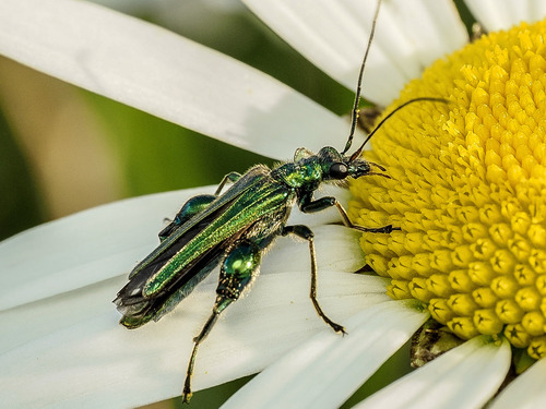 Thick-legged Flower Beetle
