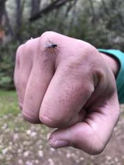 Rhagio