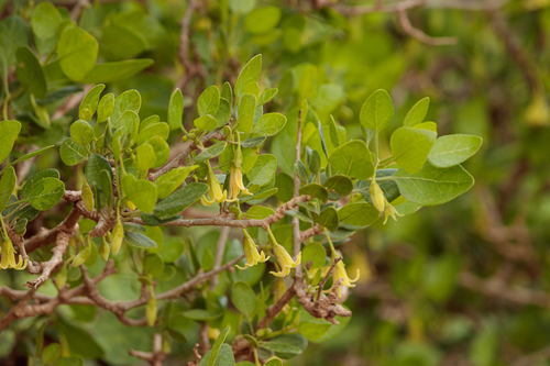 Withania frutescens