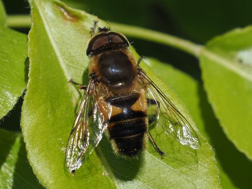 Eristalis similis