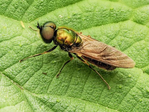 Broad Centurion Fly