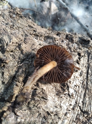 Cystoagaricus populinus