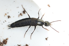 Philonthus decorus