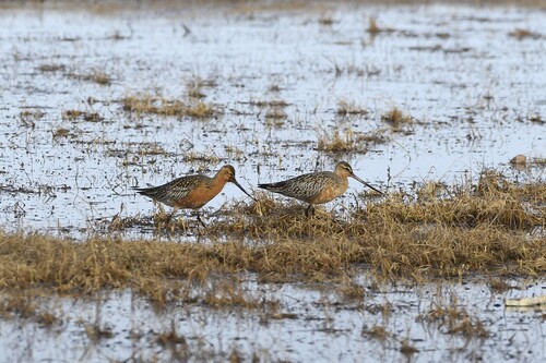 iNaturalist: (c) evanmcguire, some rights reserved (CC BY-NC) iNaturalist image