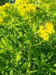 Euphorbia palustris, photograph (c) Михаил Языков, some rights reserved (CC BY)