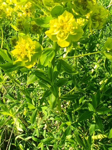 Euphorbia palustris, photograph 6