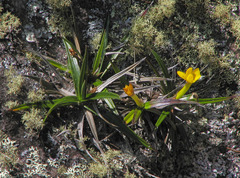 Barbacenia rectifolia