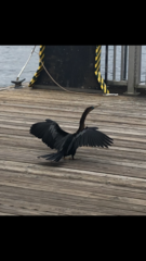 Anhinga anhinga