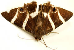 Grammodes ocellata
