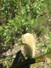Salix prolixa