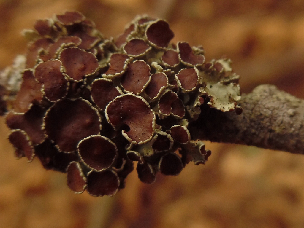 Eastern Candlewax Lichen