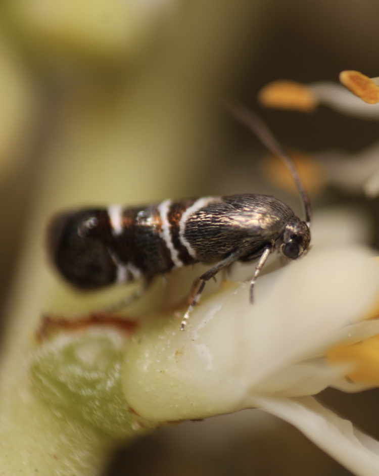Millieriidae