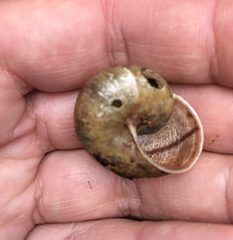 Helminthoglypta cypreophila