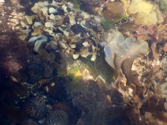 Dictyopteris undulata