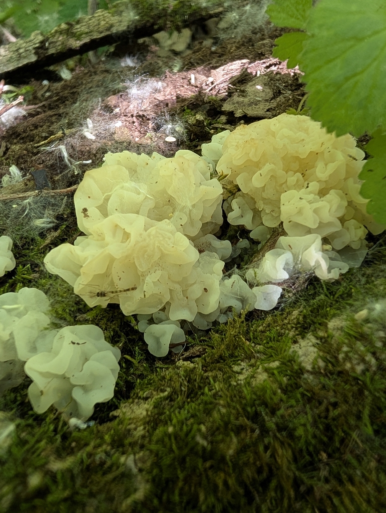 white jelly fungus · May 2026 · photo: Photo: (c) Tribal Wolfe, some rights reserved (CC BY) · iNaturalist