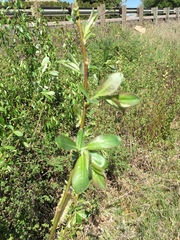 Salix prolixa
