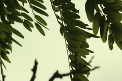 Pterodon emarginatus, photograph (c) Wallace Carneiro Almeida, some rights reserved (CC BY-SA)