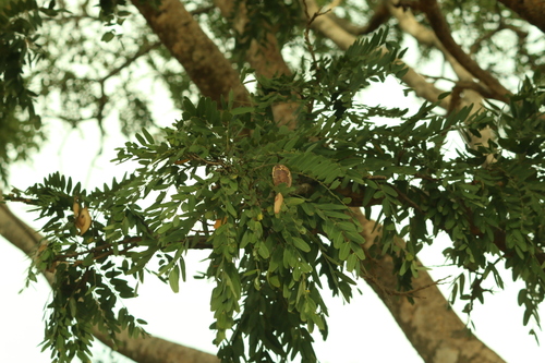 Pterodon emarginatus, photograph 6