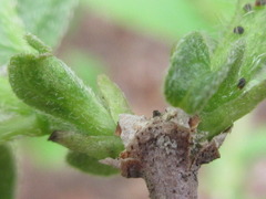 Philadelphus schrenkii