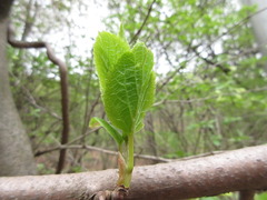 Actinidia arguta