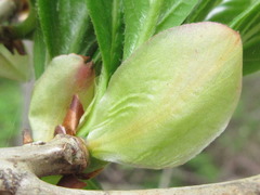 Lindera erythrocarpa