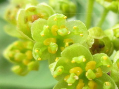 Lindera erythrocarpa