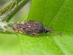 Leptoypha wuorentausi