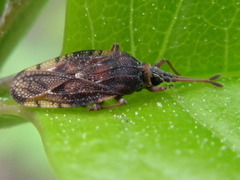 Leptoypha wuorentausi