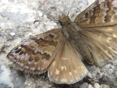 Erynnis montanus