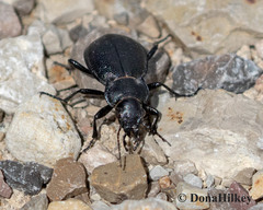 Calosoma luxatum