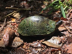 Rhinoclemmys punctularia