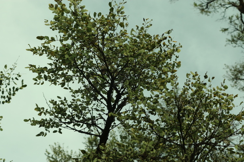 Stryphnodendron adstringens, photograph 3