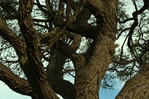Stryphnodendron adstringens, photograph 1