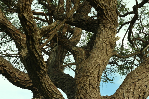 Stryphnodendron adstringens, photograph 6
